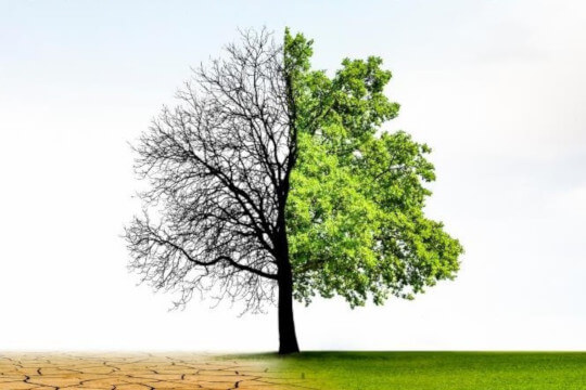 Total Plant Recovery